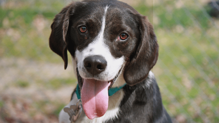 Black and white dog with tongue sticking out during behavior training at Animal Welfare Association.