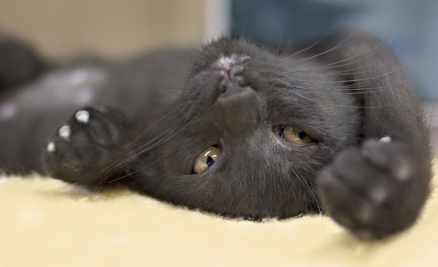 Gray cat laying upside down on yellow blanket.