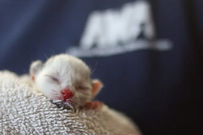 Baby kitten in blanket being cared for at Animal Welfare Association Vet Clinic.