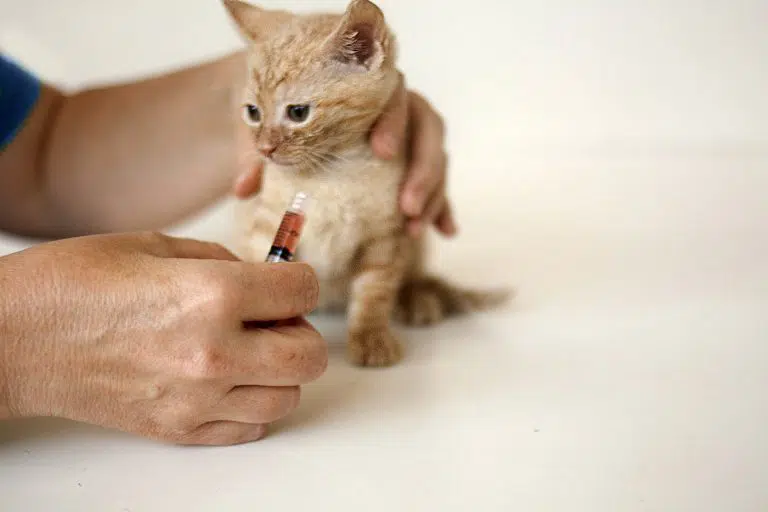 small orange kitten receiving vaccine from veterinary doctor.
