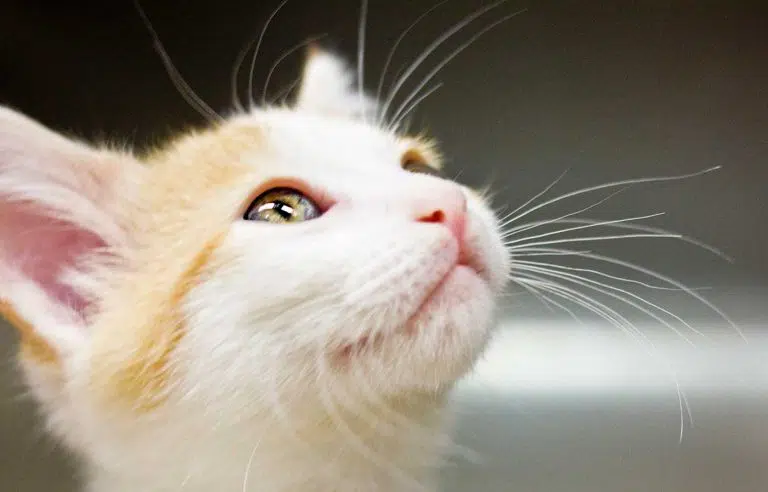 White and tan cat looking up at caretaker at Animal Welfare Association.