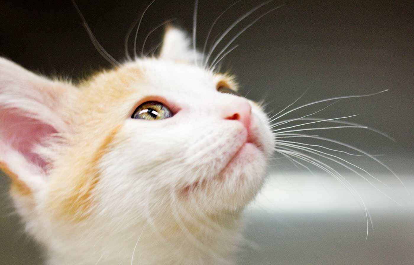 White and tan cat looking up at caretaker at Animal Welfare Association.