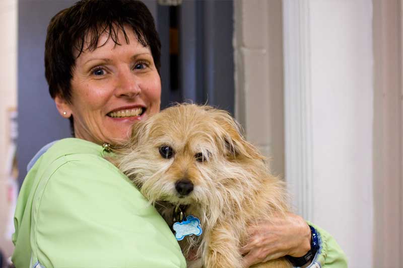 Female volunteer holding yellow dog at Animal Welfare Association.