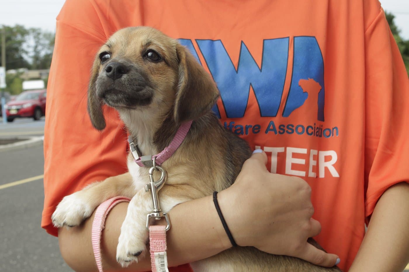 Brown puppy being held by person with orange Animal Welfare Association shirt.