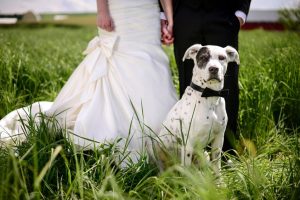 wedding dog in bow tie in front of bride & groom