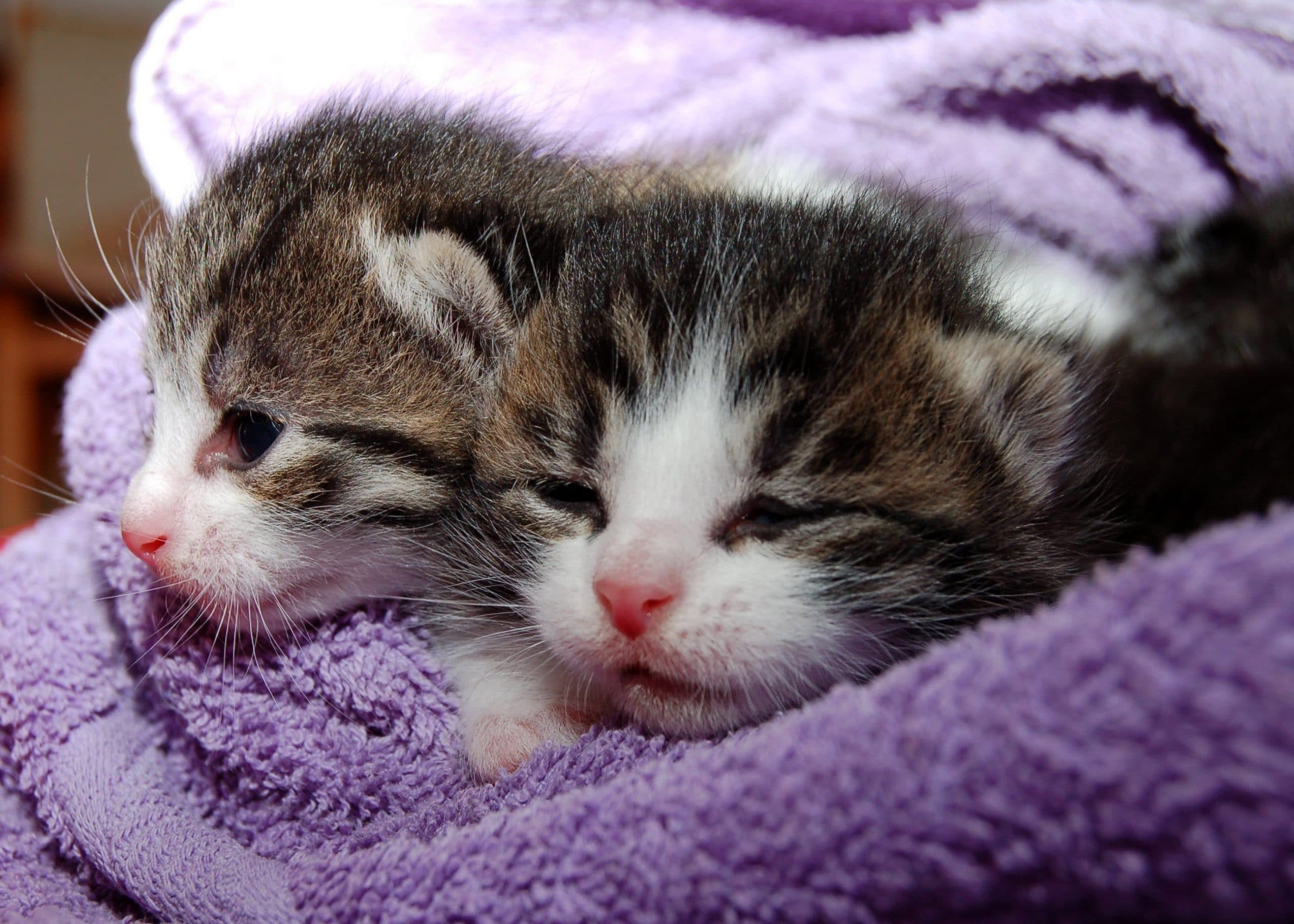 two small tabby cats with white faces, pink noses, and brown fur on their heads sit wrapped up in a purple blanket.