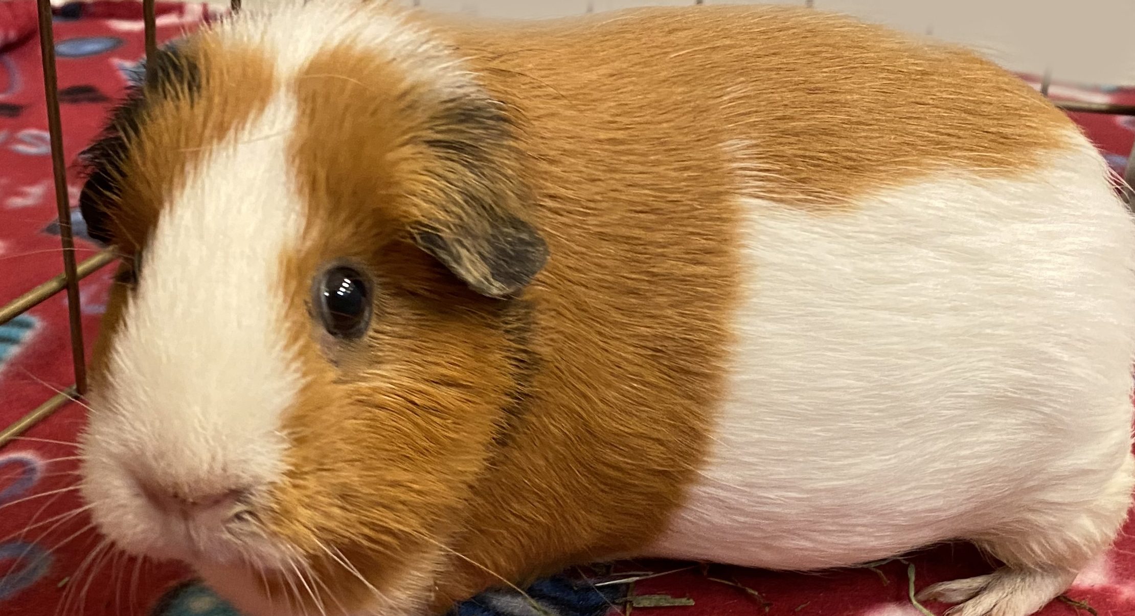 Adopt a Small Animal