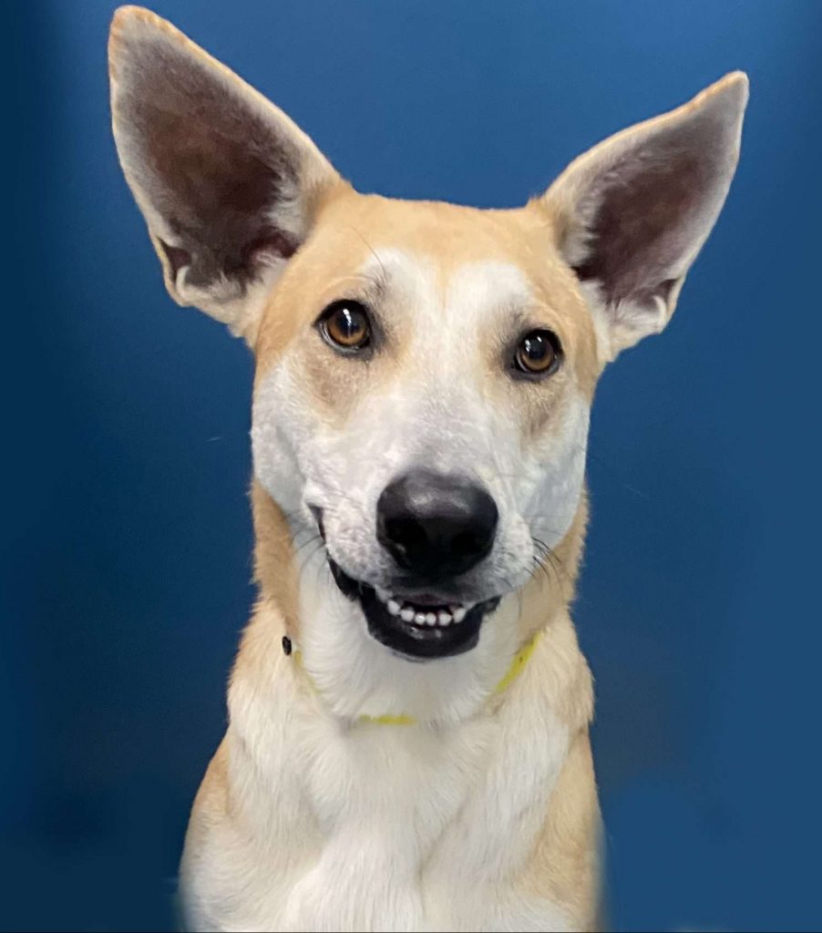 Home | Animal Welfare Association Home | Animal Welfare Association