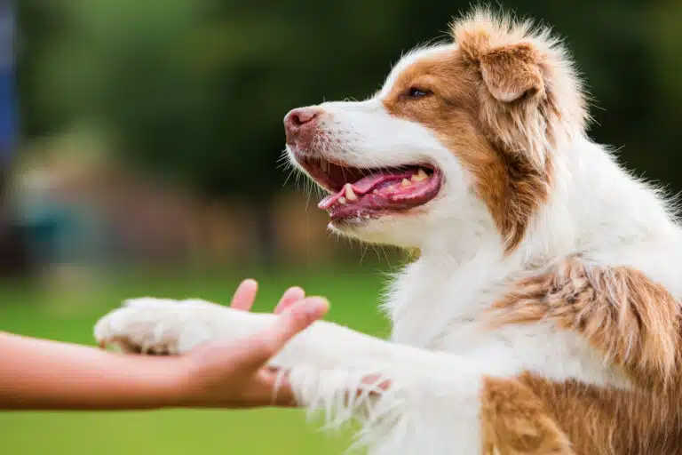 Australian shepherd dog gives woman a paw.