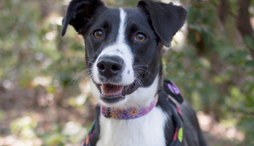 Black and white dog posing at Camden Pet Care Day by Animal Welfare Association.