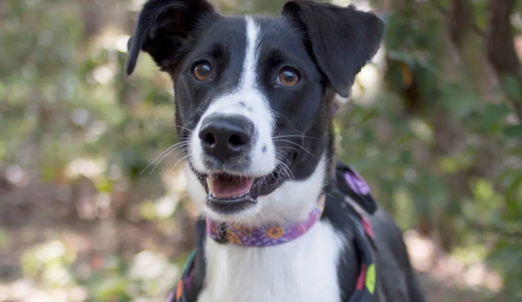 Black and white dog posing at Camden Pet Care Day by Animal Welfare Association.