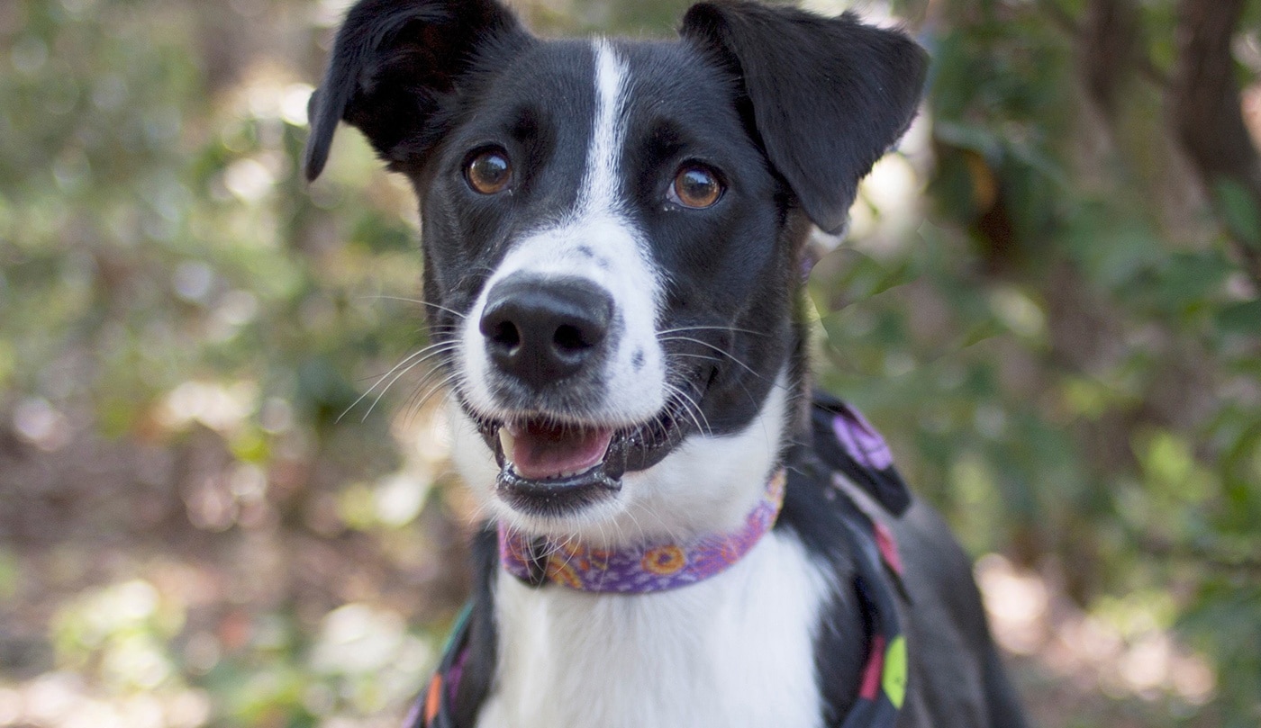 Black and white dog posing at Camden Pet Care Day by Animal Welfare Association.