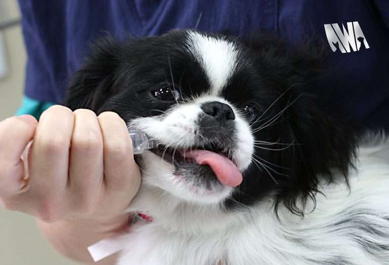 Small dog being administered vaccine at Animal Welfare Association's Pet Clinic.