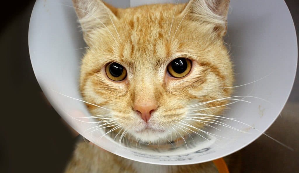 Orange cat with white e-collar after Spay surgery at AWA.