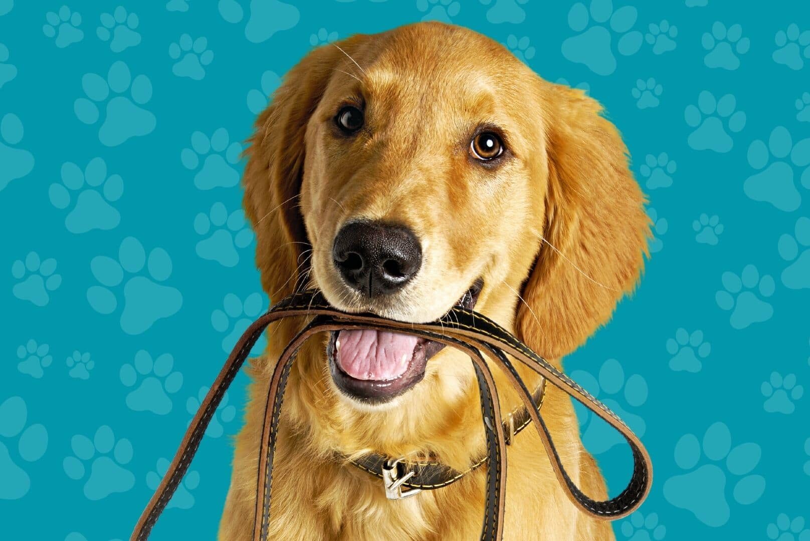 Labrador dog holding leash in mouth in front of blue background with paw prints.