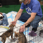 Caucasian man wearing a gray hat and a blue t-shirt playing with little brown puppies.