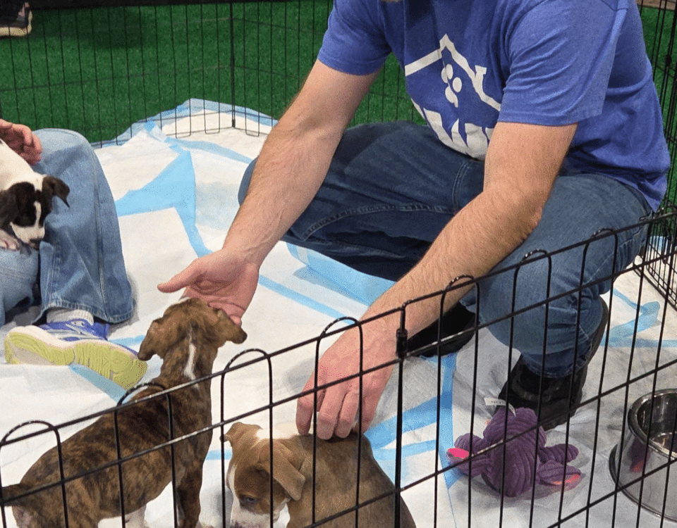Caucasian man wearing a gray hat and a blue t-shirt playing with little brown puppies.