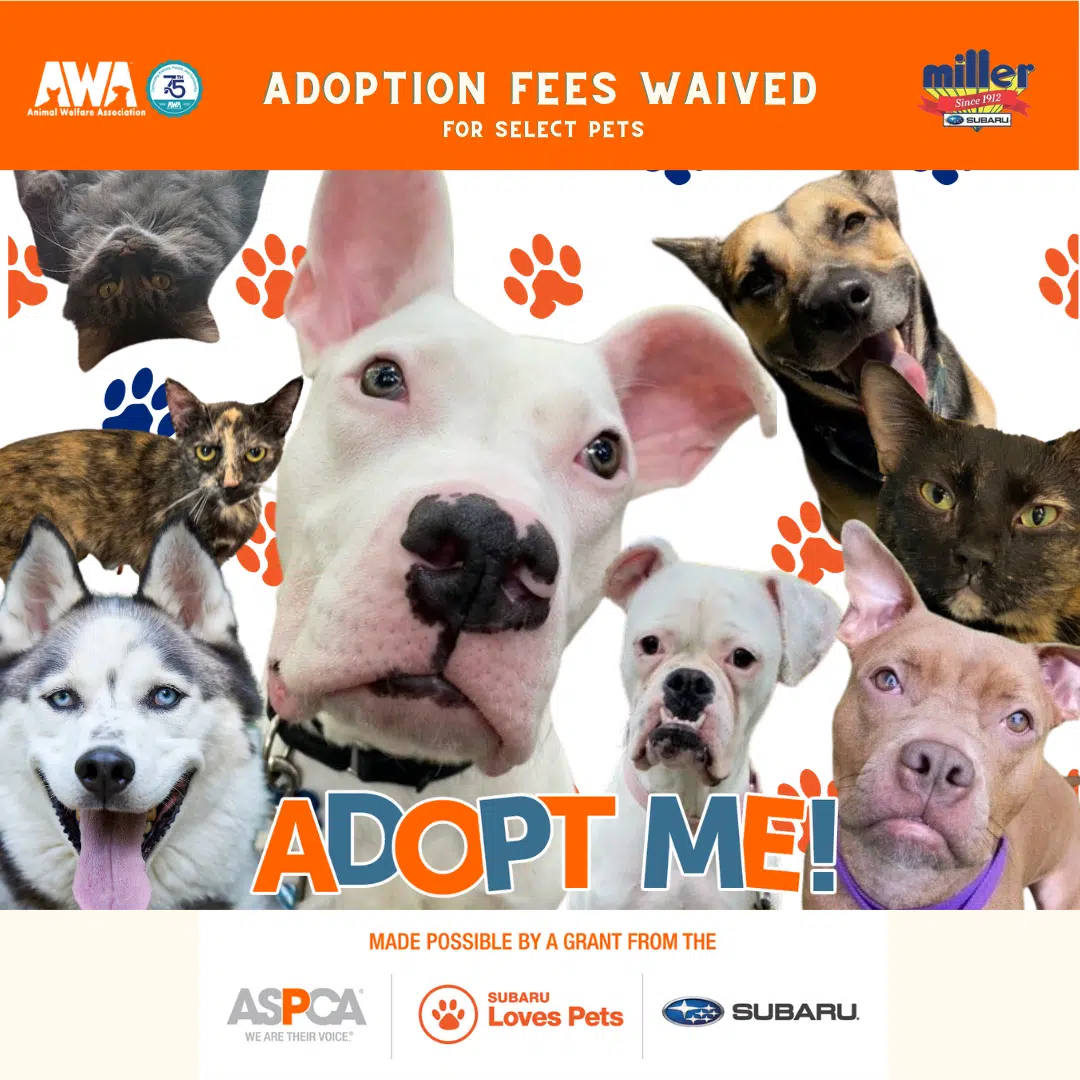 Flyer with multiple dogs and cats promoting AWA's Subaru Loves Pets Month