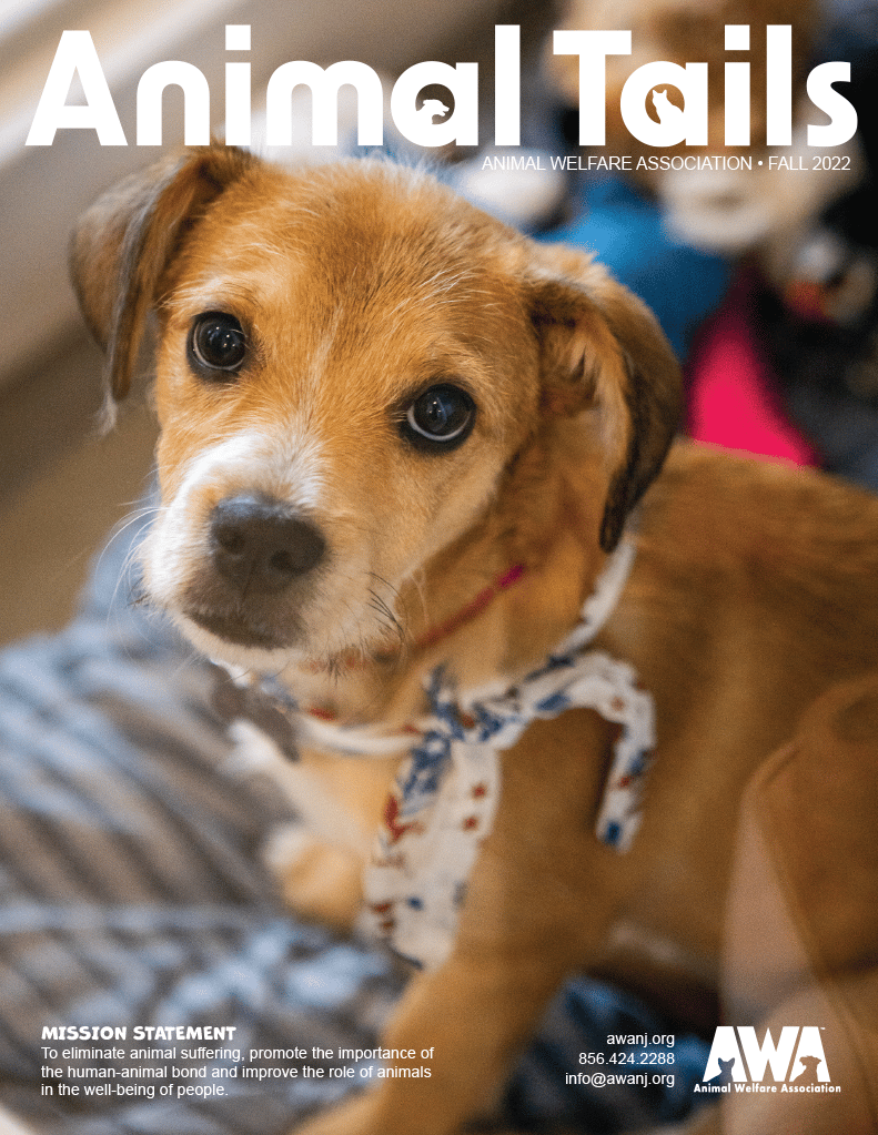 AWA Newsletters | Animal Welfare Association
