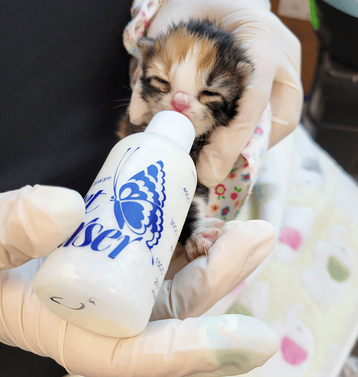 Kitten being bottle fed by staff at Animal Welfare Association.
