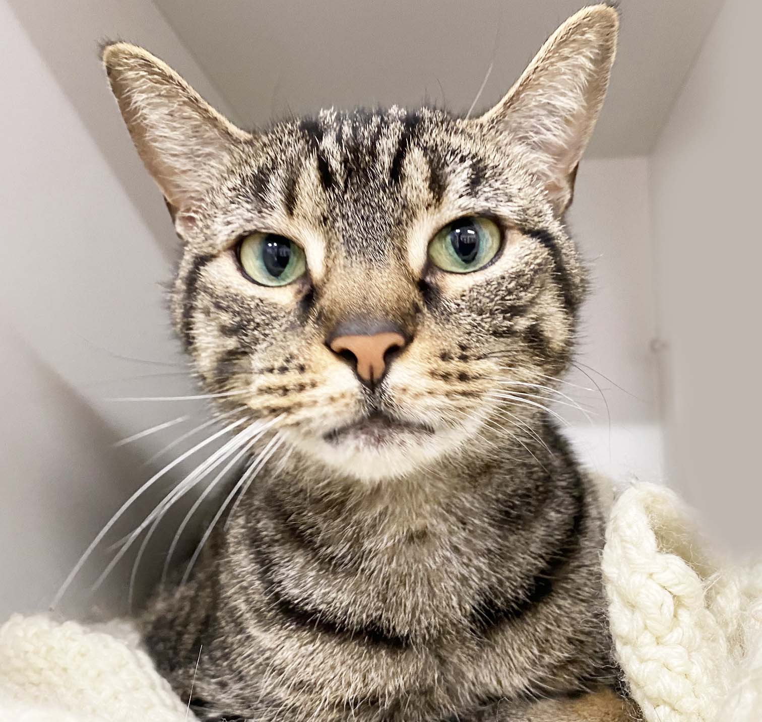 Young cat Annie in her home at Animal Welfare Association.