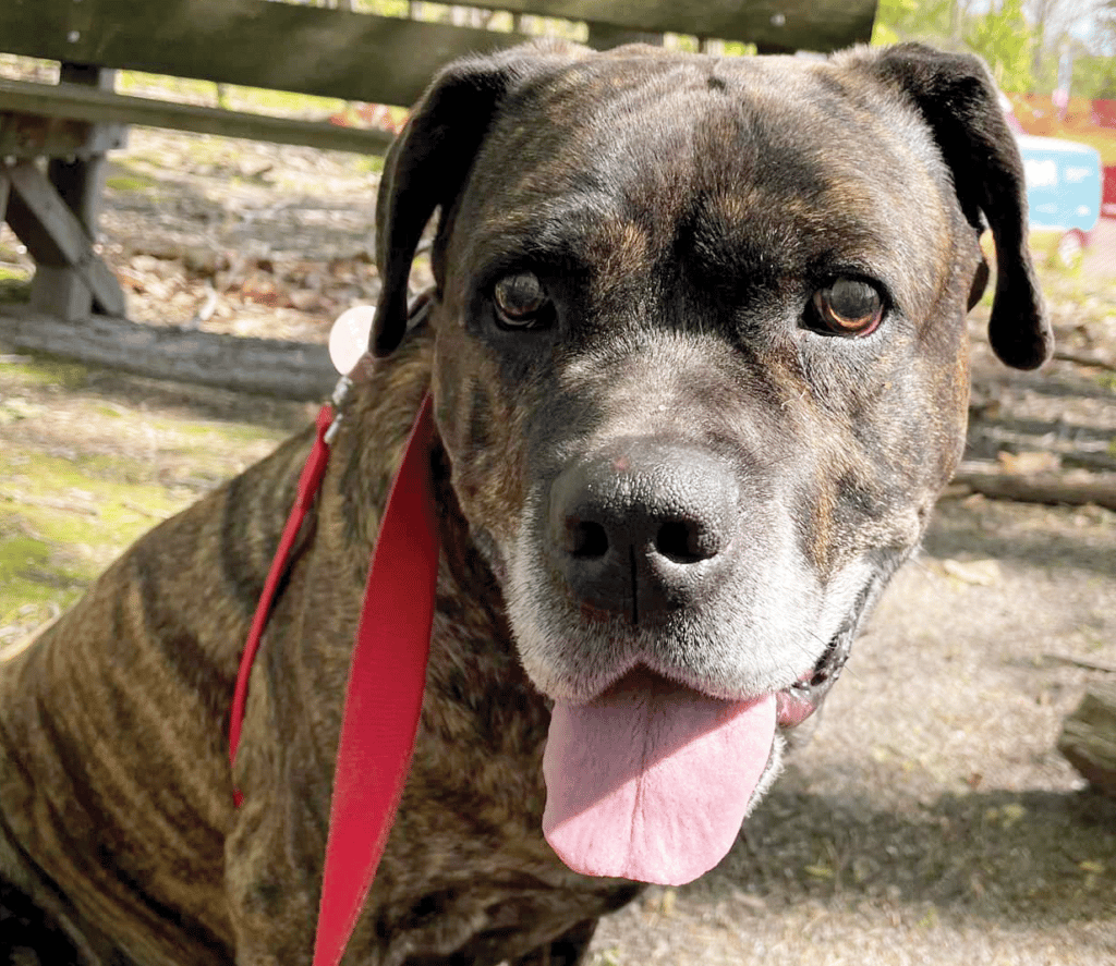 Adopt a Dog | Animal Welfare Association Adopt a Dog | Animal Welfare Association