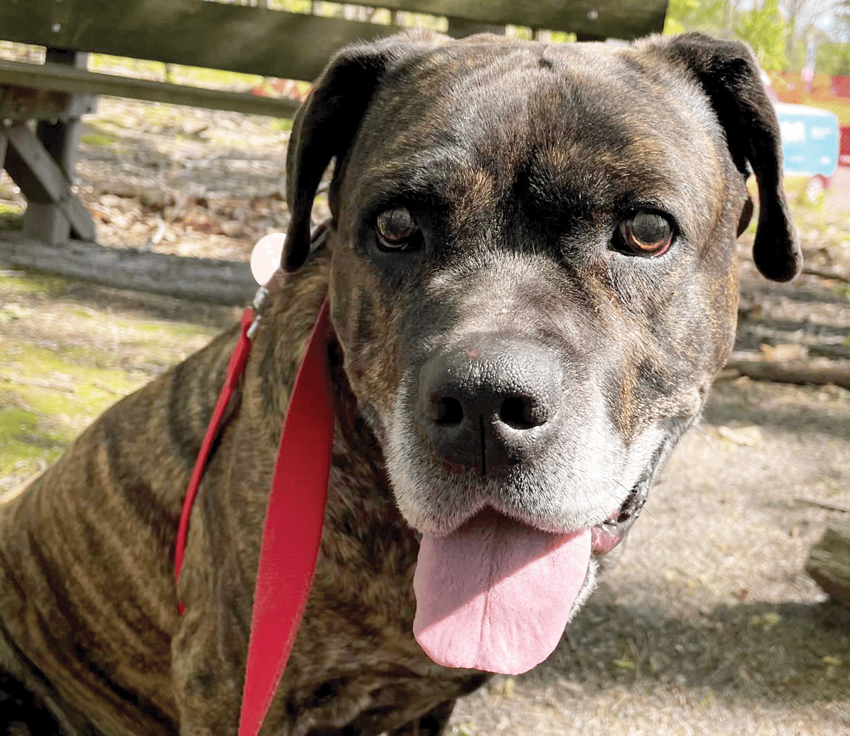 Senior dog Pop standing outside at Animal Welfare Association in Voorhees, NJ.