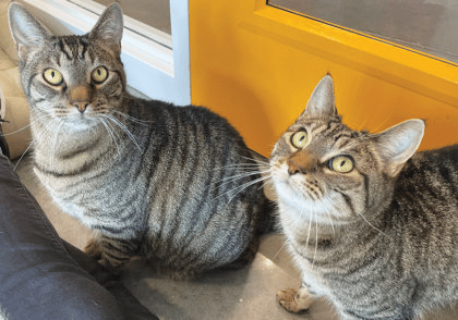 Two senior cats looking up at toys at Animal Welfare Association in Voorhees, NJ.