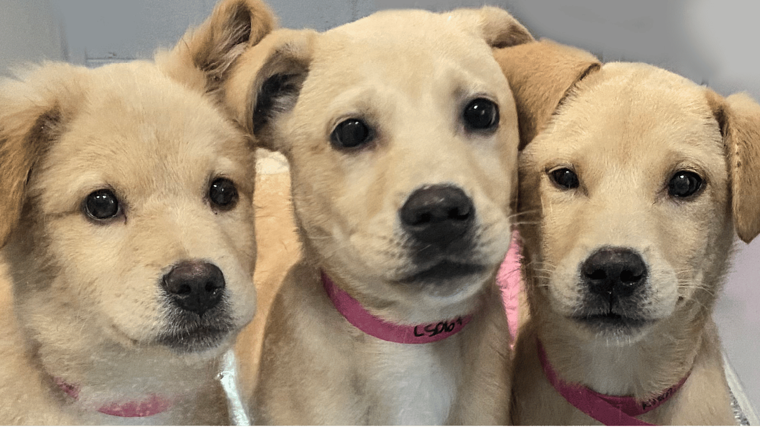 Three puppies in their kennels at animal Welfare Association.