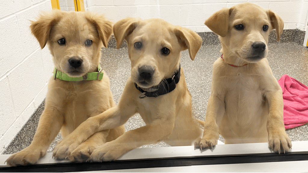 Three puppies in their kennels at animal Welfare Association.