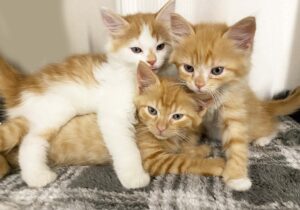 Litter of orange kittens playing at Animal Welfare Association animal shelter.