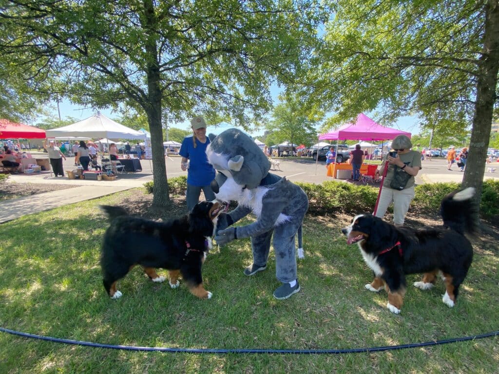 AWA mascot playing with two dogs at Paws & Feet 2022