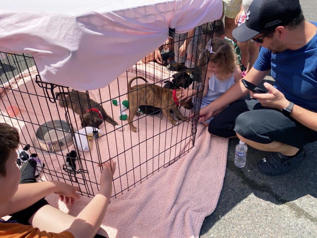 girl and father playing with puppies at AWA Paws & Feet.