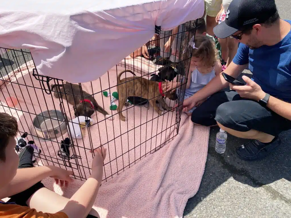 girl and father playing with puppies at AWA Paws & Feet.