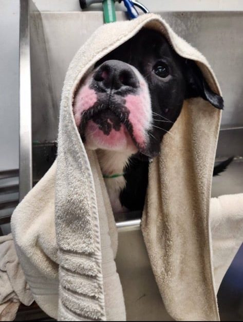 Black and white dog under towel during bath at Animal Welfare Association