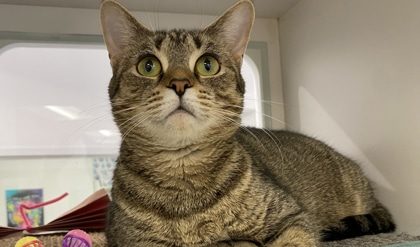 Adopt a Cat