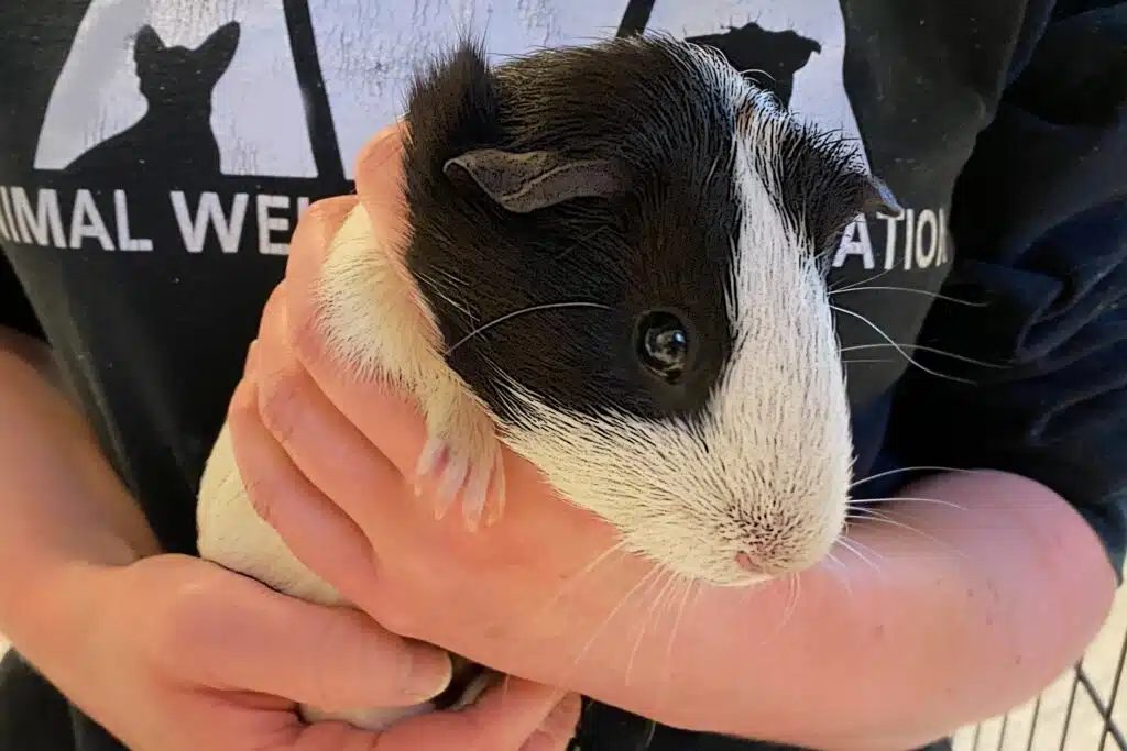 White and black guinea pig held by adoption center staff at Animal Welfare Association.