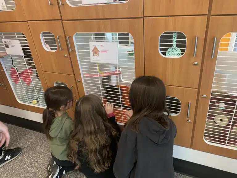 Group of children playing with a cat while on a field trip to Animal Welfare Association