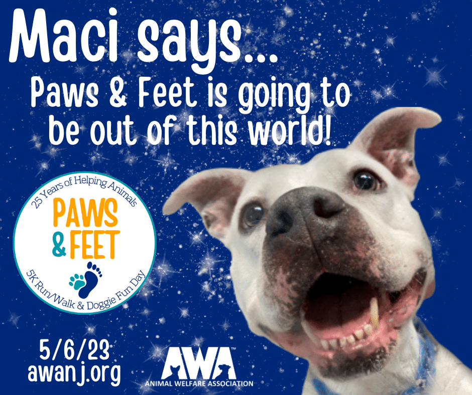 Flyer with white pibull dog promoting AWA Paws and Feet.