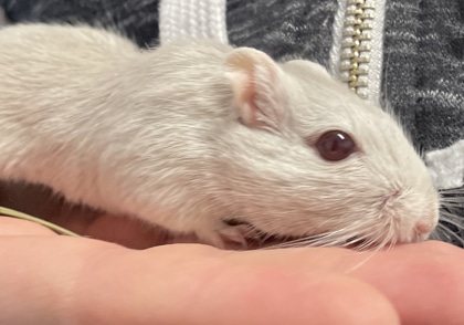 White gerbil in hand of employee at Animal Welfare Association.