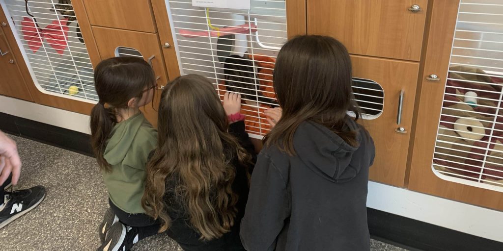 Group of children playing with cat at Animal Welfare Association Day Camp.