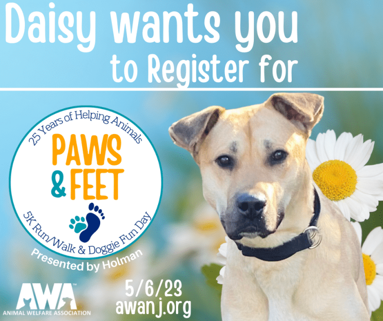 Flyer with brown dog promoting AWA Paws and Feet.