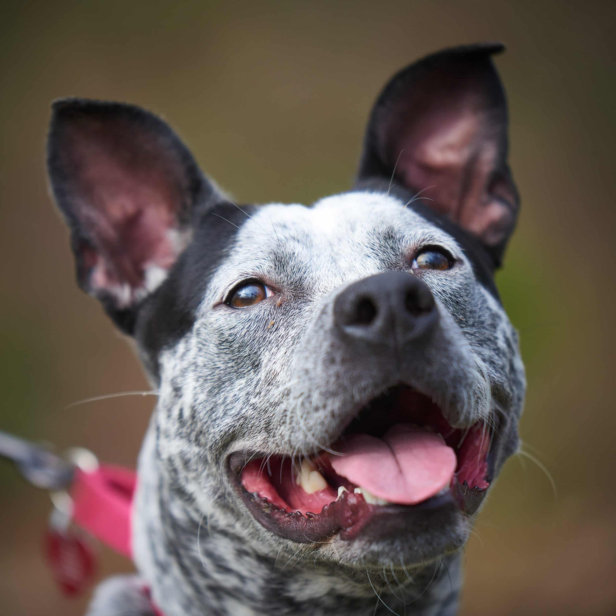 Black and white dog smiling with ears up in front of Animal Welfare Association in Voorhees, NJ