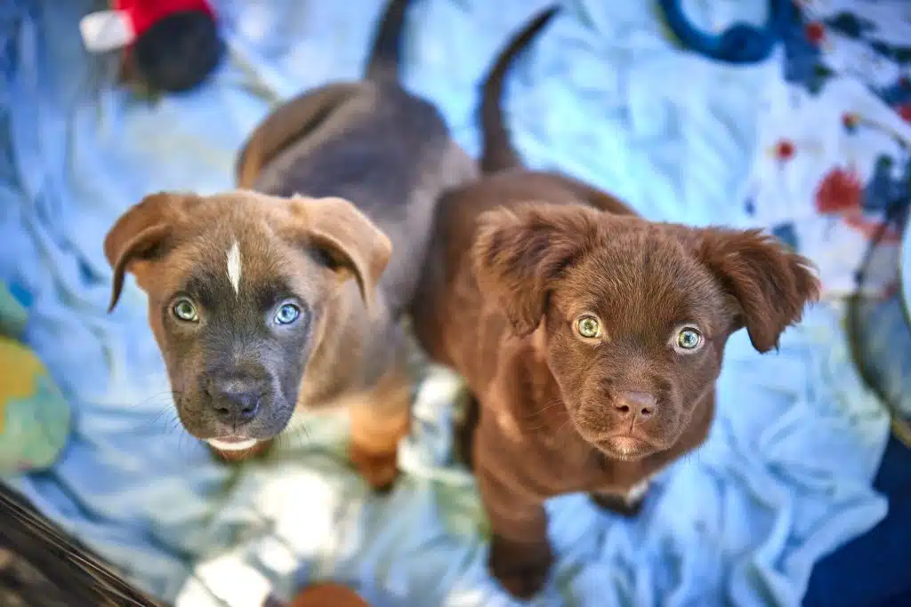 Two brown puppies looking up at camera during Animal Welfare Association's Paws & Feet 2023