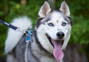 black and white husky dog with tongue out at Animal Welfare Association.