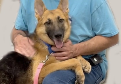 German shepherd dog held by man in blue shirt at Animal Welfare Association.