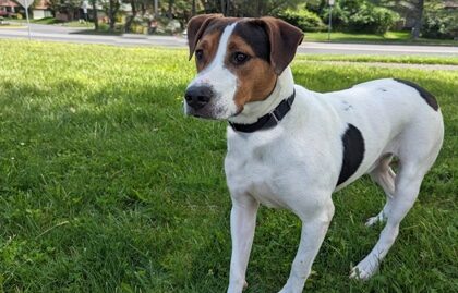 White dog with black and tan markings on face on lawn at AWA.