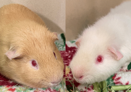 Pancake & Philip (bonded)