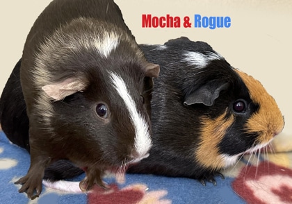Mocha & Rogue