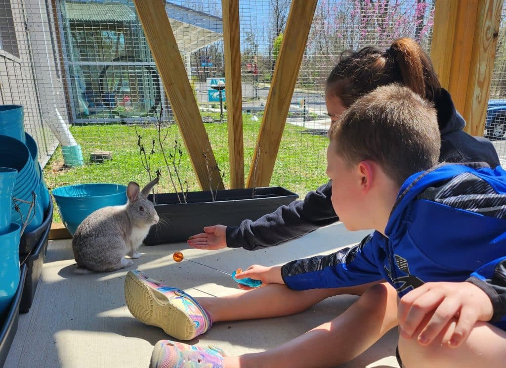 Two children training brown rabbit during special experience attraction at Animal Welfare Association.